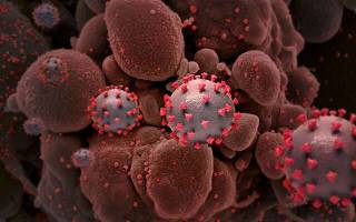 В США ученые выявили новый опасный штамм коронавируса