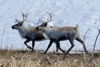 В России зафиксирована массовая гибель оленей