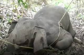 В Индии молния убила стадо слонов