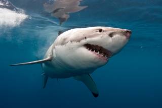 В Австралии спортсмен погиб после встречи с акулой