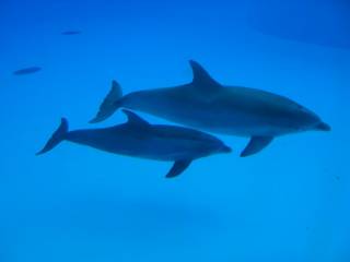 В Крыму зверски убили дельфинов