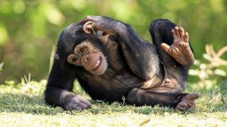 Вирусологи уже пугают эпидемией оспы обезьян