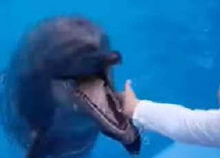 Появилось видео, как в Одессе дельфин укусил ребенка