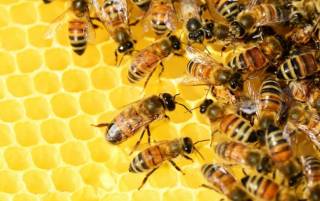 На Ровенщине пчелы до смерти закусали пасечника