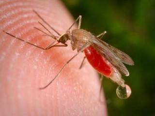 Ученые обнаружили угрожающее влияние глобального потепления на комаров