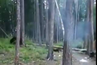 Опубликовано видео, как в России кот спас хозяев от медведя