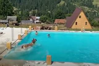 В Карпатах корова купалась в бассейне вместе с туристами