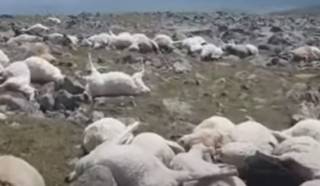 Видео не для слабонервных: молнии убили сотни овец в Грузии