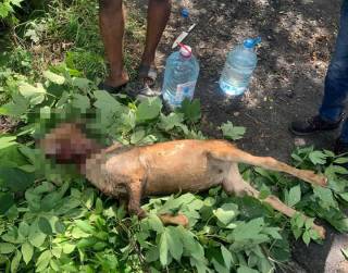 Во Львове четверо иностранцев зарезали и зажарили козу в парке Вознесения