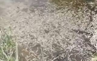 В Одесской области зафиксирован массовый мор рыбы