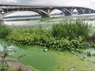 Как сине-зеленые водоросли уничтожают Днепр в Киеве