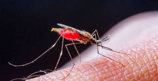 В Харьков из Нигерии завезли малярию
