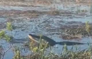 Во Флориде аллигатор напал на дрон
