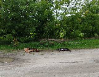 На Волыни пенсионер средь бела дня хладнокровно расстрелял двух соседских собак