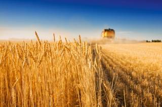 В Украине собрали самый большой урожай зерна за всю историю