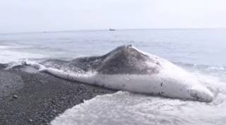 На японский пляж выбросило гигантского кашалота – он погиб