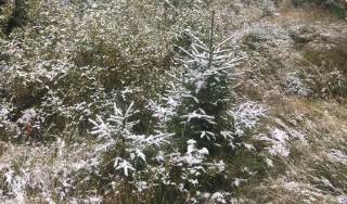 В Черновицкой области пошел снег