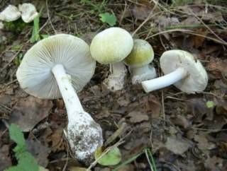 В Кировоградской области люди насмерть отравились грибами