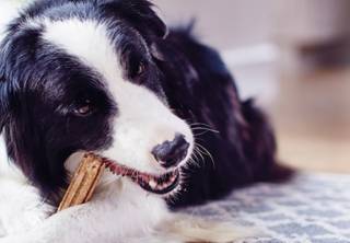 Як правильно доглядати за зубами собаки?