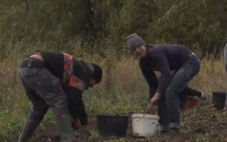 Сельские школьники вместо дистанционки вынуждены копать картошку