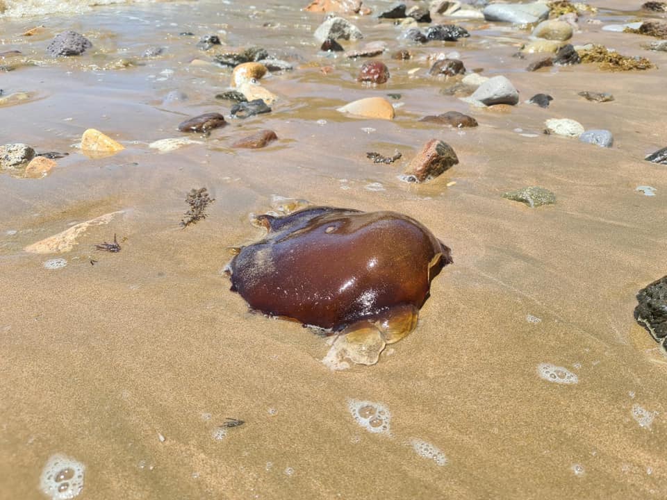 Странное существо, обнаруженное на побережье курортного города Йеппун в Австралии