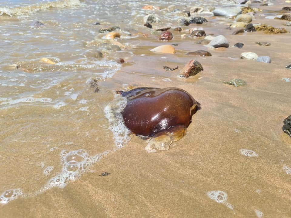 Странное существо, обнаруженное на побережье курортного города Йеппун в Австралии