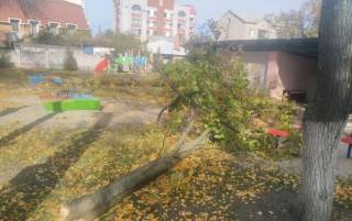 В детсаду в Кременчуге рухнувшее дерево травмировало двух детей
