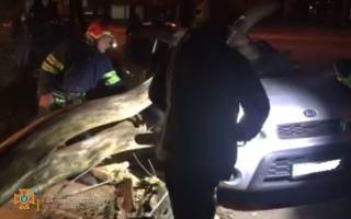 В Кривом Роге рухнувшее дерево раздавило две легковушки. Один водитель госпитализирован