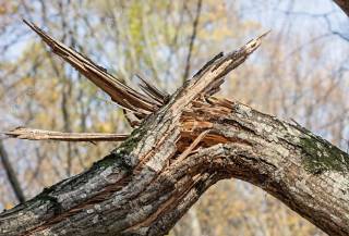 Трагедия в Харьковской области: упавшее дерево убило пожилую женщину