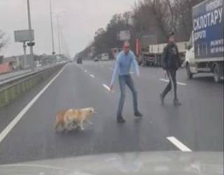 Неизвестный водитель перекрыл единственный в Украине автобан, чтобы пропустить собак