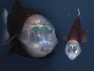 В Сети появились крайне редкие кадры рыбы, похожей на инопланетянина