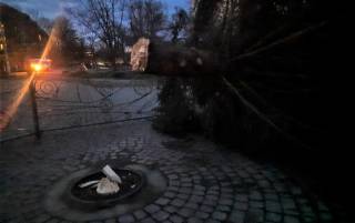 В Украине рухнула очередная новогодняя елка