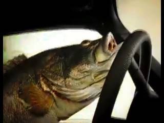 Ученые создали «автомобиль» для рыб