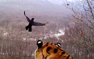Видео общения вороны и тигра умилило соцсети
