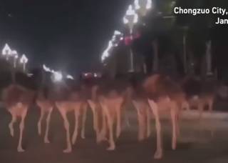 Десятки страусов выбежали на улицы города в Китае
