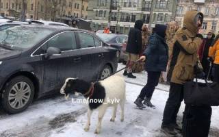 В центре Киева женщина выгуливала на поводке... козу