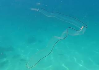 У берегов ЮАР засняли крайне необычное существо, похожее на «плавающий пластик»