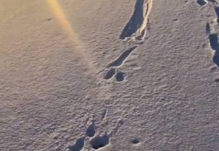 Тик-токер раскрыл секрет таинственных следов на снегу