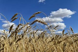 В Украине прогнозируется существенное сокращение урожая зерна