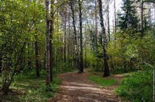 Киевлян и жителей области предупредили об опасности в лесопарковых зонах