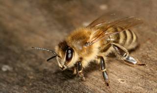 Австралийские ученые узнали о пчелах кое-что невероятное
