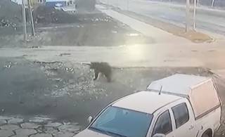 Появилось видео, как по улицам одного из российских городов разгуливал медведь
