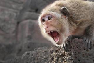 В ВОЗ поведали, что происходит с оспой обезьян в мире