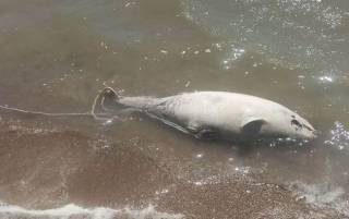 В Азовском море зафиксирован массовый мор дельфинов
