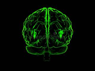 Ученые выяснили о человеческом мозге кое-что забавное