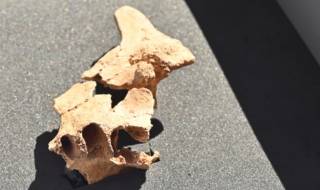 Найдены останки самого древнего жителя Европы