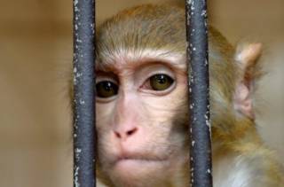 Эксперты вычислили инкубационный период оспы обезьян