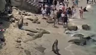 Морские львы атаковали отдыхающих на одном из популярных американских курортов