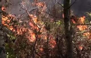 Появилось видео эпичных лесных пожаров, охвативших Испанию