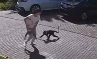 Появилось видео, как в Подмосковье обезьяна напала на крошечную девочку из Харькова